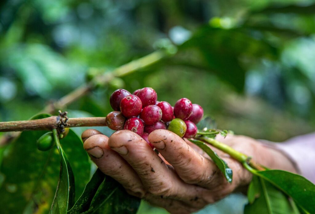 Café de especialidad y sostenibilidad_