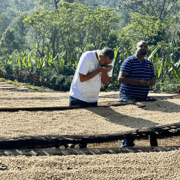EL ANCESTRAL - SIDAMA - Imagen 3