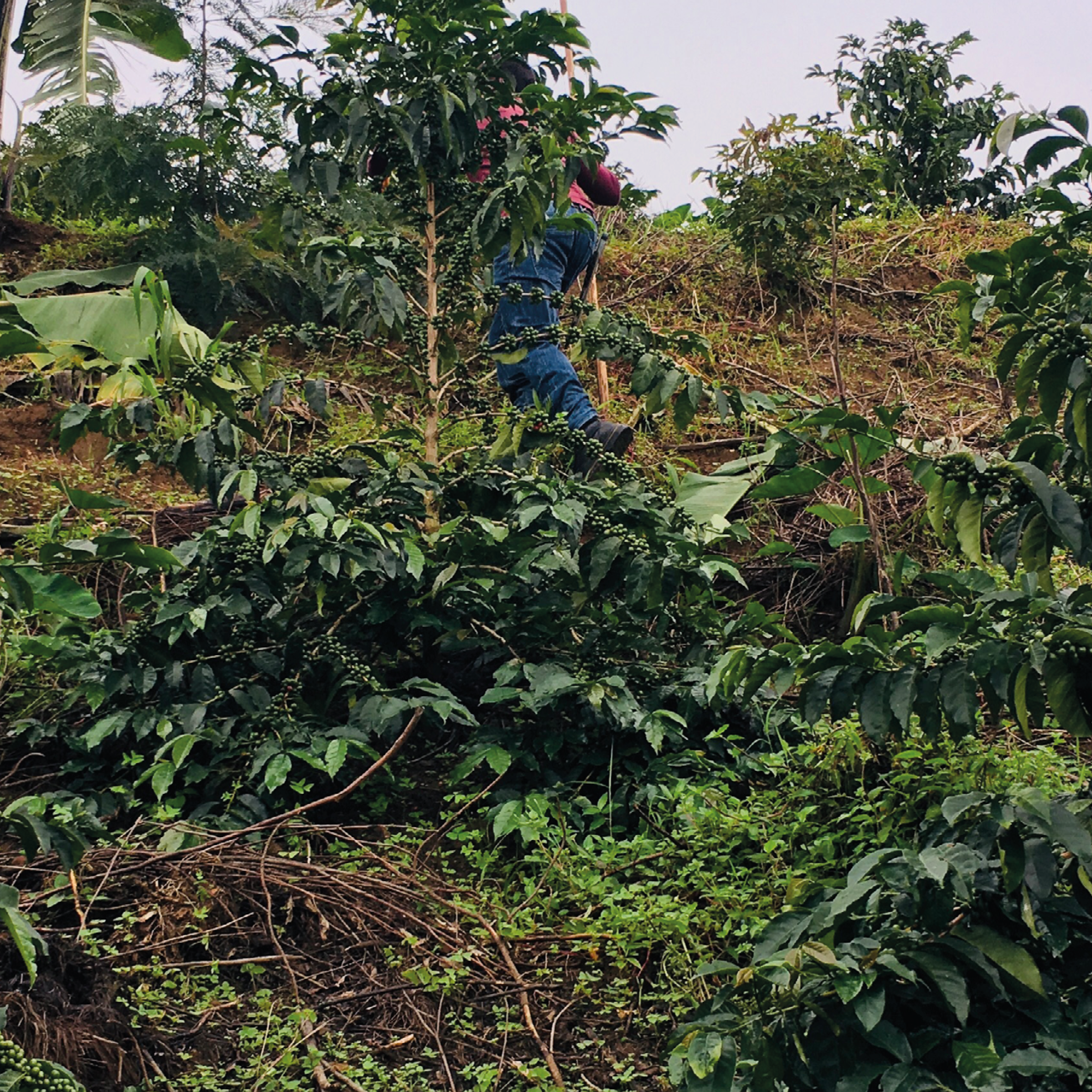 CAFÉ EL AMARILLO - RWANDA - Imagen 4