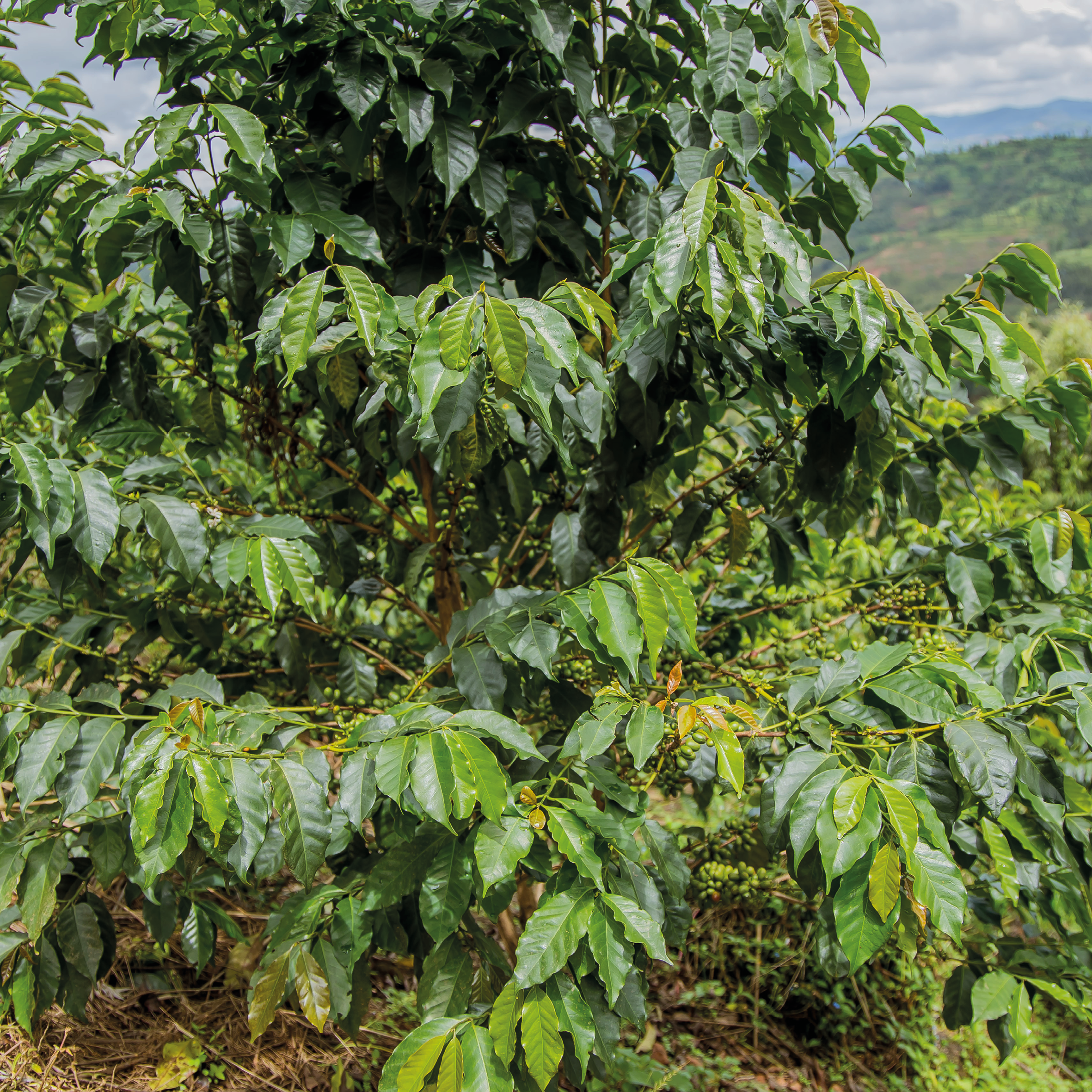 CAFÉ EL AMARILLO - RWANDA - Imagen 3