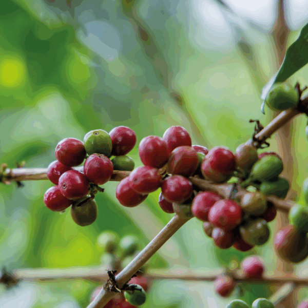 CAFÉ EL AMARILLO - RWANDA - Imagen 2