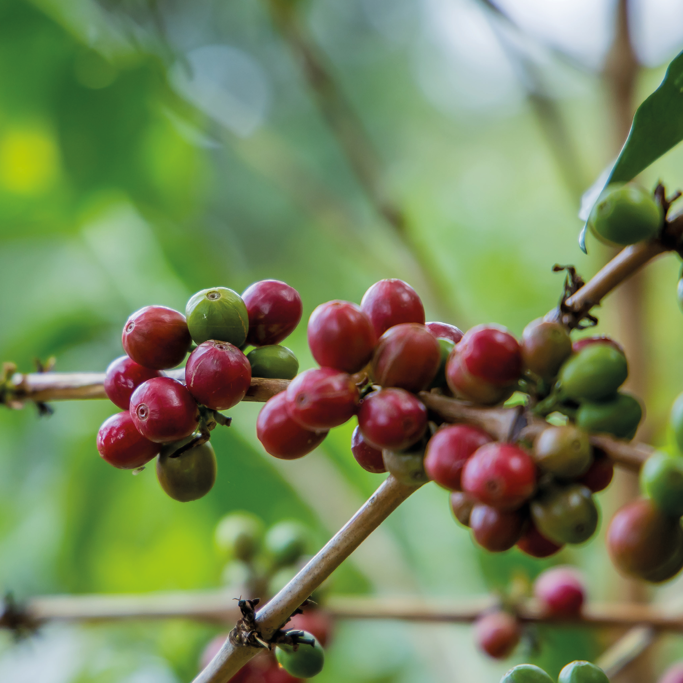 CAFÉ EL AMARILLO - RWANDA - Imagen 2