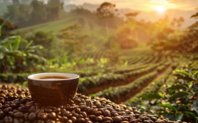 Café sostenible, de comercio justo